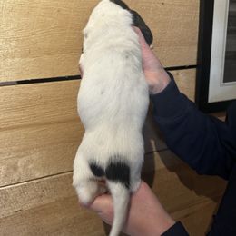 Female 1 - Black brown and white female Basset Hound puppy in Lindley, New York from Hill Top Basset Hounds & Cane Corso