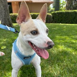 Spencer - Rat Terrier