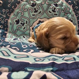 Cocker Spaniel Puppies from Brittian Kimbrell