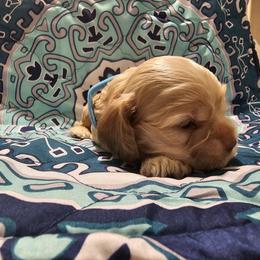 Cocker Spaniel Puppies from Brittian Kimbrell