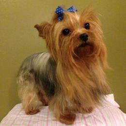 Parker - Yorkshire Terrier