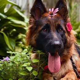 German Shepherds from Sinister Shepherds