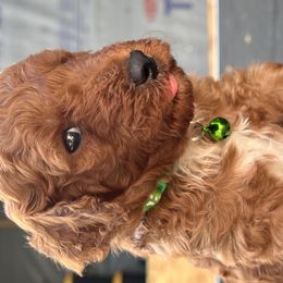 Goldendoodles from Tanya Buk