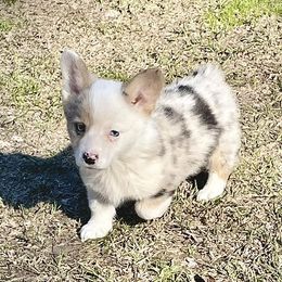 American Corgis and Pembroke Welsh Corgis from Case Of Blues Corgis