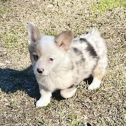 American Corgis and Pembroke Welsh Corgis from Case Of Blues Corgis