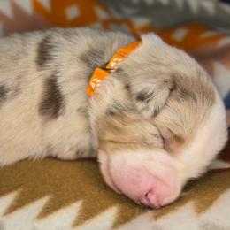 Cookie - Red merle female Australian Shepherd puppy in Russellville, Kentucky from Page Family Homestead