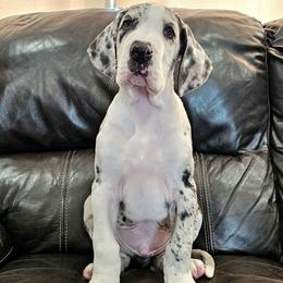 Oliver - Mantle merle male Great Dane puppy in Castle Rock, Washington from Uber Alles Great Danes