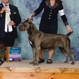 Amy - Cane Corso
