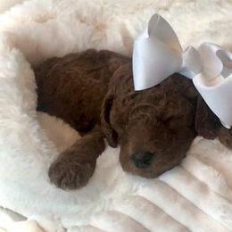 Poodle Puppies from Prissy Pants Poodles LLC