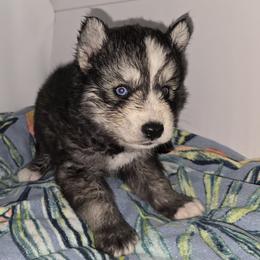 Big boy - Agouti and white male Siberian Husky puppy in Kansas City, Missouri from Anuun's Huskies