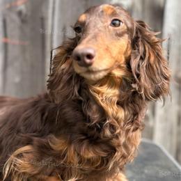 Cleo - Dachshund