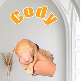 Cody - Apricot male Goldendoodle puppy in Valdosta, Georgia from Designer Doodles of South GA