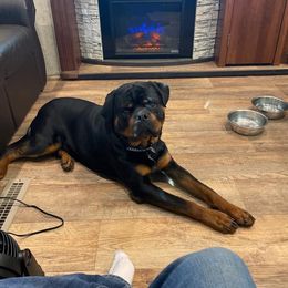 Rottweiler Puppies from Bronx Von Bridges Rottweilers