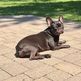 French Bulldogs from Facet 58 French Bulldogs