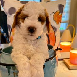 Coach - Parti male Goldendoodle puppy in Chattanooga, Tennessee from Scenic City Doodles