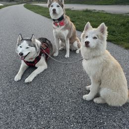 Siberian Husky Puppies from Young Orchard Siberians