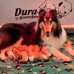Collie Puppies from Plum Creek Collies