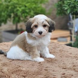 Cavachon, Cavalier King Charles Spaniel, Cavapoo, and Havanese Puppies from Peaks Pups & Cavachon Love Chocolate Cavaliers, Cavaliers, Cavachon’s, Cavapoos & Havanese