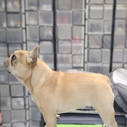 French Bulldog Puppies from LMD Frenchies