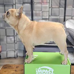 French Bulldog Puppies from LMD Frenchies