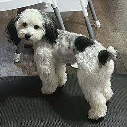 Aussiedoodle All Grown Up from Poodles and Doodles Most Excellent Adventures