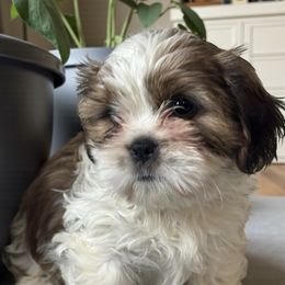 Charlie - Brindle and white male Cavatzu puppy in Oklahoma from Rocky Oak Cavaliers & Biewer Terriers LLC