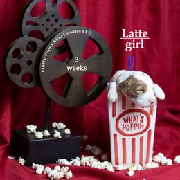 Latte PURPLE COLLAR girl 3500 - Parti female Goldendoodle puppy in Corona, California from Fluffy Puppy Mini Doodles LLC