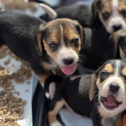 Beagles from Rustic Farm Sporting Beagles