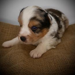 Gus - Blue merle male Miniature American Shepherd puppy in Valley Springs, California from Raindance Ranch