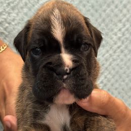 Yellow Boy - Brindle male Boxer puppy in Suitland, Maryland from PrideNJoy Boxers