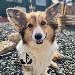 Foxy - Pembroke Welsh Corgi