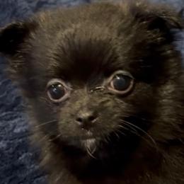 Rizzo - Black female Companion Cross puppy in Jackson, New Jersey from Peapod Pomeranians