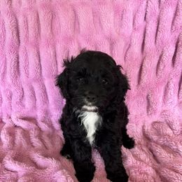 Cockapoo and Cocker Spaniel Puppies from Penny’s Perfect Pups