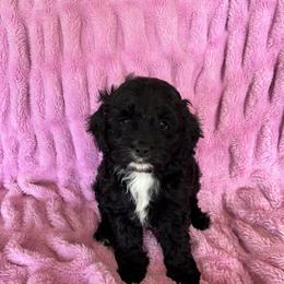 Cockapoo and Cocker Spaniel Puppies from Penny’s Perfect Pups