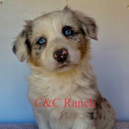 Australian Shepherd Puppies from C&C Ranch