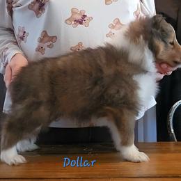 Shetland Sheepdog Puppies from Fawn Lane Shetland Sheepdogs