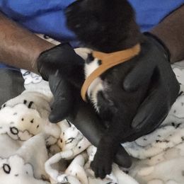 Brown - Black male Cane Corso puppy in Pearland, Texas from Lonestar Corso Kennels