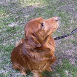 George - Golden Retriever