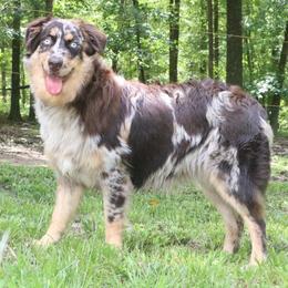 Tillie - Australian Shepherd