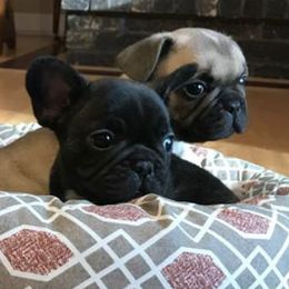 Central Asian Shepherd Dogs and French Bulldogs from Homant's Dogs