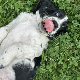 Panther - Black and white male English Springer Spaniel puppy in Livingston, Montana from Yellowstone Springers