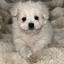 Buttercup - Cream female Pomeranian puppy in Wagner, South Dakota from Lisas Pomeranians