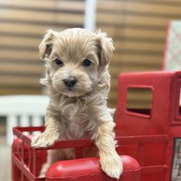 Havanese, Havapoo, Maltese, and Maltipoo Puppies from Denise Clark