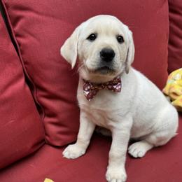Boy 2 - Yellow male Labrador Retriever puppy in Holly Springs, North Carolina from Winter Creek Labradors