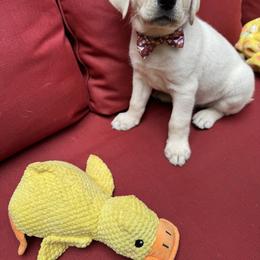 Boy 2 - Yellow male Labrador Retriever puppy in Holly Springs, North Carolina from Winter Creek Labradors