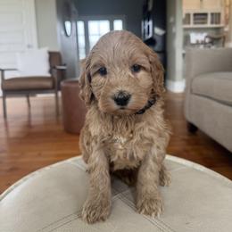 Black - Apricot male Australian Labradoodle puppy in Ferndale, Washington from Annie's Doodles