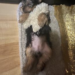 Yorkshire Terrier Puppies from The Yorkie House