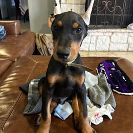 Doberman Pinscher Puppies from New Horizons Kennels