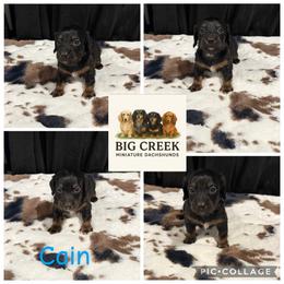 Cain - Black and tan male Dachshund puppy in Durant, Oklahoma from Big Creek Mini Dachshund