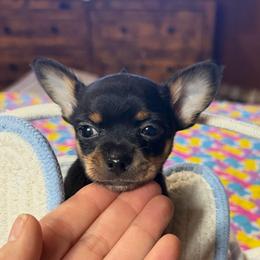 Snow (tiny little black tri) - Black and tan male Chihuahua puppy in Seneca, Missouri from Stephanie’s Puppy Colony